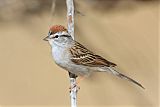 Chipping Sparrow